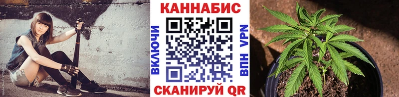 где найти   Салаир  Бошки Шишки гибрид 